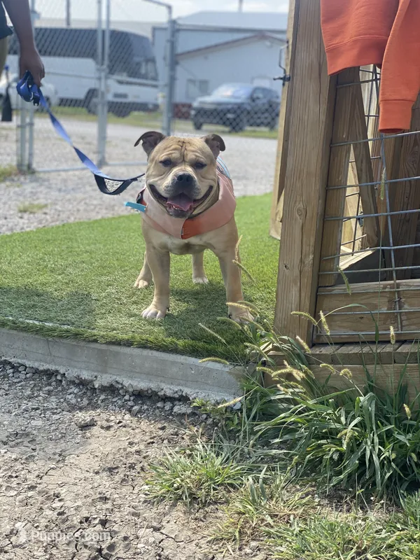 Houdini – American Bully puppy for sale in Saint Louis, MO