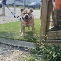 Houdini, a male American Bully for sale in Saint Louis, MO – Photo 1 of 5