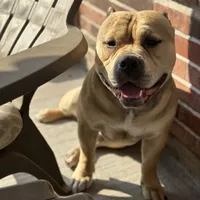 Houdini, a male American Bully for sale in Saint Louis, MO – Photo 3 of 5