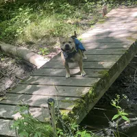 Houdini, a male American Bully for sale in Saint Louis, MO – Photo 4 of 5