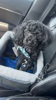 Rigby aka Mr riggs , a male Poodle - Toy  for sale in Saint Louis, MO – 5 of 8