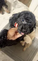 Rigby aka Mr riggs , a male Poodle - Toy  for sale in Saint Louis, MO – 2 of 8