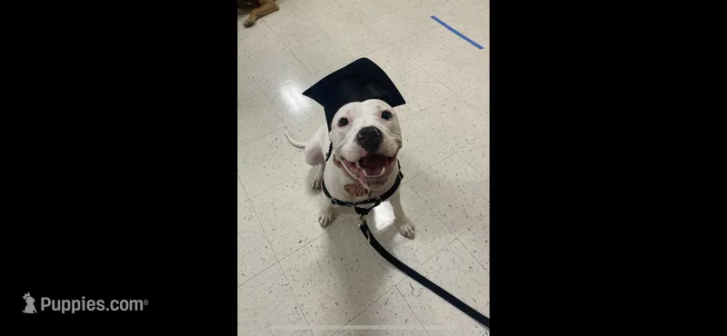 Ash – American Pit Bull Terrier puppy for sale in Saint Louis, MO