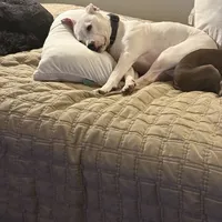 Ash, a female American Pit Bull Terrier for sale in Saint Louis, MO – Photo 6 of 8