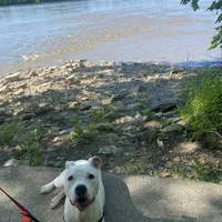 Ash, a female American Pit Bull Terrier for sale in Saint Louis, MO – Photo 2 of 8