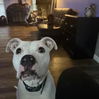 Ash, a female American Pit Bull Terrier for sale in Saint Louis, MO – Photo 8 of 8