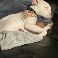 Ash, a female American Pit Bull Terrier for sale in Saint Louis, MO – Photo 4 of 8