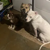 Ash, a female American Pit Bull Terrier for sale in Saint Louis, MO – Photo 7 of 8