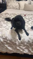Rigby aka Mr riggs , a male Poodle - Toy  for sale in Saint Louis, MO – 7 of 8