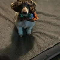 Rigby and Charlie , a male Poodle - Miniature  for sale in Saint Louis, MO – Photo 2 of 8