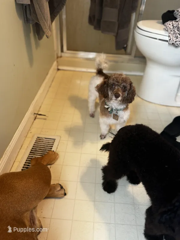 Rigby and Charlie  – Poodle - Miniature  puppy for sale in Saint Louis, MO