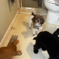 Rigby and Charlie , a male Poodle - Miniature  for sale in Saint Louis, MO – Photo 1 of 8