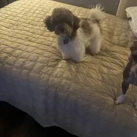 Rigby and Charlie , a male Poodle - Miniature  for sale in Saint Louis, MO – Photo 7 of 8