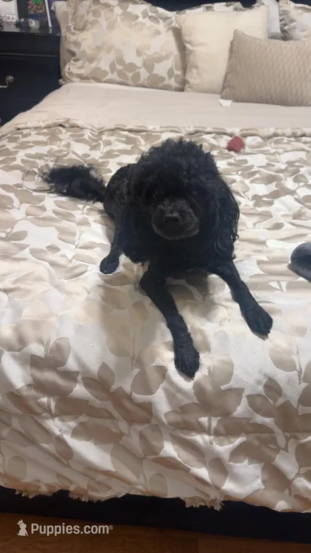 Rigby – Poodle - Miniature  puppy for sale in Saint Louis, MO