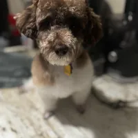 Rigby and Charlie , a male Poodle - Miniature  for sale in Saint Louis, MO – Photo 5 of 8