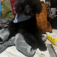 Rigby and Charlie , a male Poodle - Miniature  for sale in Saint Louis, MO – Photo 8 of 8