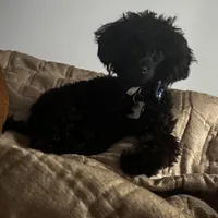 Rigby and Charlie , a male Poodle - Miniature  for sale in Saint Louis, MO – Photo 3 of 8