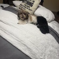 Rigby and Charlie , a male Poodle - Miniature  for sale in Saint Louis, MO – Photo 4 of 8