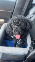Rigby aka Mr riggs , a male Poodle - Toy  for sale in Saint Louis, MO – 4 of 8