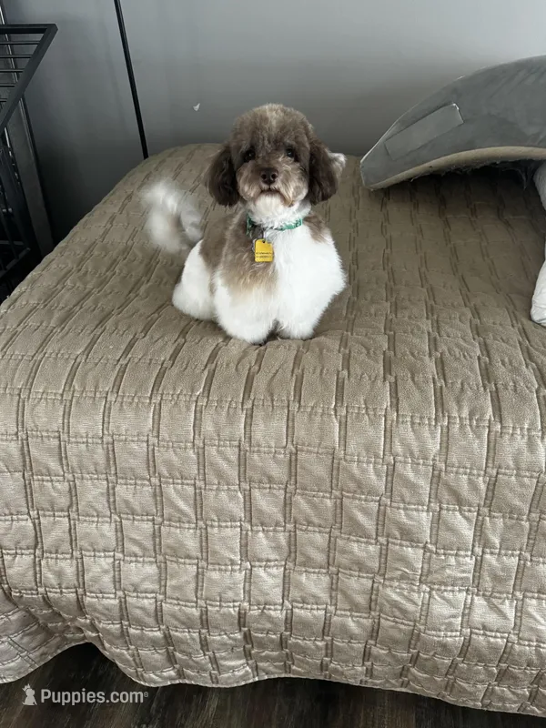 Charlie  – Poodle - Toy  puppy for sale in Saint Louis, MO