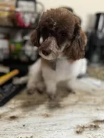 Charlie , a male Poodle - Toy  for sale in Saint Louis, MO – Photo 9 of 10