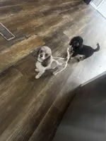 Charlie , a male Poodle - Toy  for sale in Saint Louis, MO – Photo 8 of 10