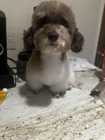 Charlie , a male Poodle - Toy  for sale in Saint Louis, MO – Photo 10 of 10