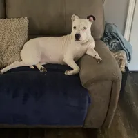 Ore, a female American Pit Bull Terrier for sale in Saint Louis, MO – Photo 2 of 6