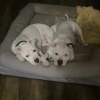 Ore, a female American Pit Bull Terrier for sale in Saint Louis, MO – Photo 4 of 6