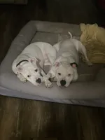 processed/e3d7618f-efae-4600-bbc6-e4367d86634e/listing/fa025973-fe59-40e8-a208-119ea5aff927/527c88db-ef71-40ea-83f0-69800b40ba9a