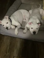 processed/e3d7618f-efae-4600-bbc6-e4367d86634e/listing/fa025973-fe59-40e8-a208-119ea5aff927/5d247dba-96fb-4096-b63d-9519faaceca5