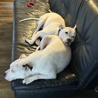 Ore, a female American Pit Bull Terrier for sale in Saint Louis, MO – Photo 6 of 6