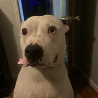 Ore, a female American Pit Bull Terrier for sale in Saint Louis, MO – Photo 1 of 6