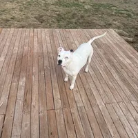 Ore, a female American Pit Bull Terrier for sale in Saint Louis, MO – Photo 5 of 6