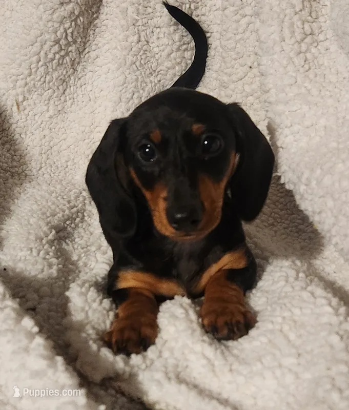 Woody – Miniature Dachshund puppy for sale in Mars Hill, NC