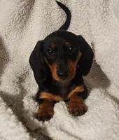 Woody, a male Miniature Dachshund for sale in Mars Hill, NC – 5 of 9