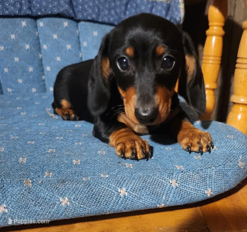 Klark – Miniature Dachshund puppy for sale in Mars Hill, NC