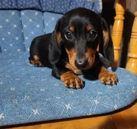 Klark, a male Miniature Dachshund for sale in Mars Hill, NC – 1 of 10