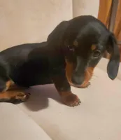 Digger, a male Dachshund for sale in Mars Hill, NC – Photo 7 of 10