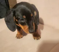 Digger, a male Dachshund for sale in Mars Hill, NC – Photo 9 of 10