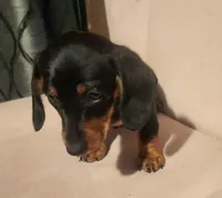 Digger, a male Dachshund for sale in Mars Hill, NC – Photo 8 of 10