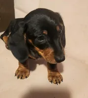 Digger, a male Dachshund for sale in Mars Hill, NC – Photo 5 of 10