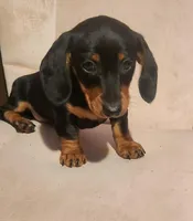 Digger, a male Dachshund for sale in Mars Hill, NC – Photo 1 of 10