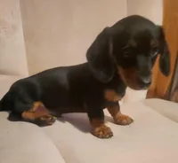 Digger, a male Dachshund for sale in Mars Hill, NC – Photo 2 of 10