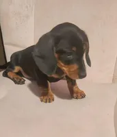 Digger, a male Dachshund for sale in Mars Hill, NC – Photo 6 of 10