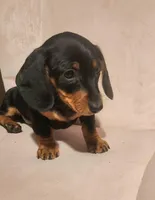 Digger, a male Dachshund for sale in Mars Hill, NC – Photo 4 of 10