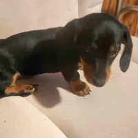 Digger, a male Dachshund for sale in Mars Hill, NC – Photo 3 of 10