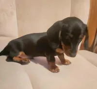 Digger, a male Dachshund for sale in Mars Hill, NC – Photo 10 of 10