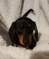 Woody, a male Miniature Dachshund for sale in Mars Hill, NC – 7 of 9