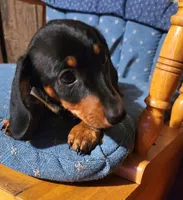Klark, a male Miniature Dachshund for sale in Mars Hill, NC – 4 of 10